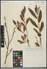 Foto von Salix repens L. x Salix viminalis L.